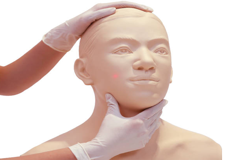 成人指压止血模型